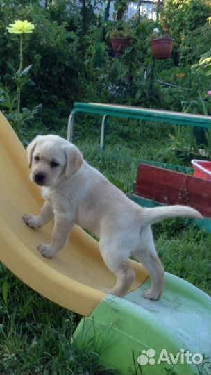 Щенок девочка лабрадора 4мес