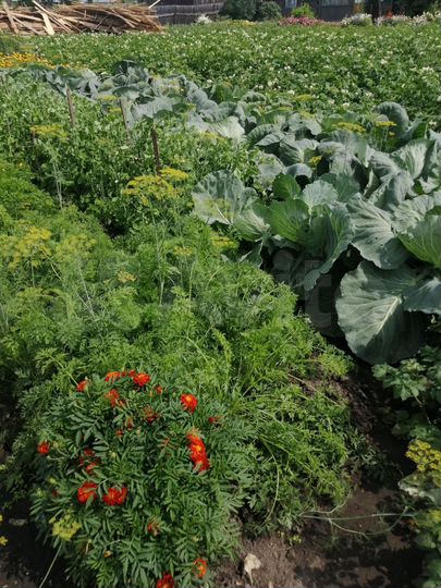 Дача 20 м² на участке 15 сот.