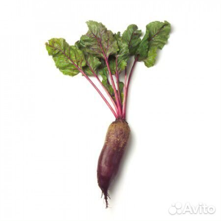 Семена Свёклы 