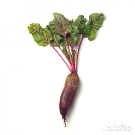 Семена Свёклы 