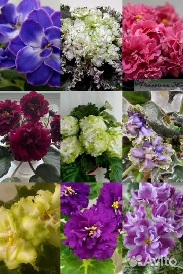Фиалки сортовые,бегонии декоративно лиственные