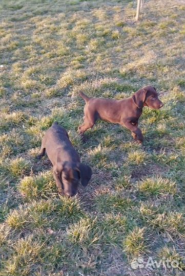 Щенки курцхаара