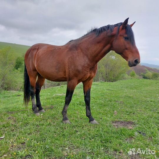 Карачаевский жеребец