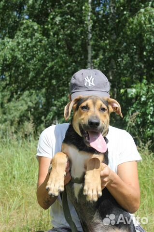 Собака в добрые руки