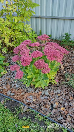 Растения для сада и дачи, саженцы