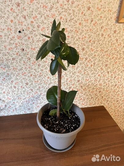 Фикус каучуконосный