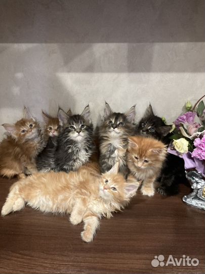 Котята мейн-кун