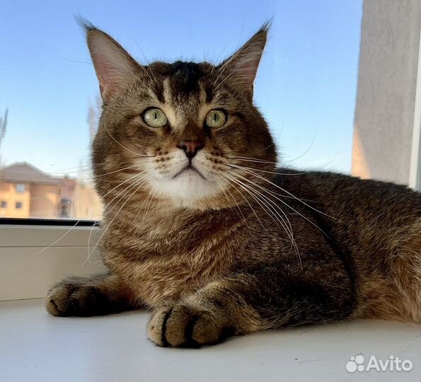 Чаузи ф5 взрослый кот