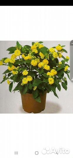 Лантана сводчатая жёлтая, розовая, красная, белая