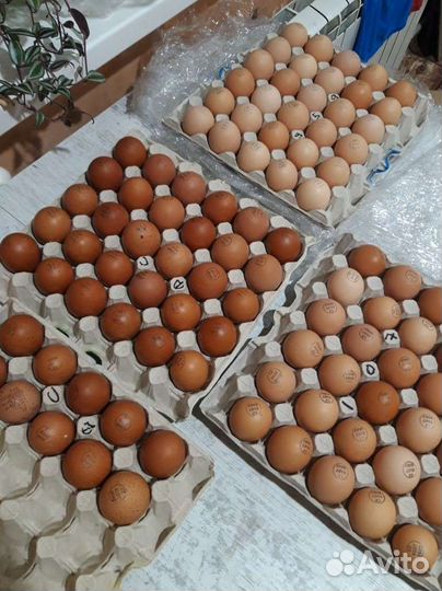 Инкубационное яйцо