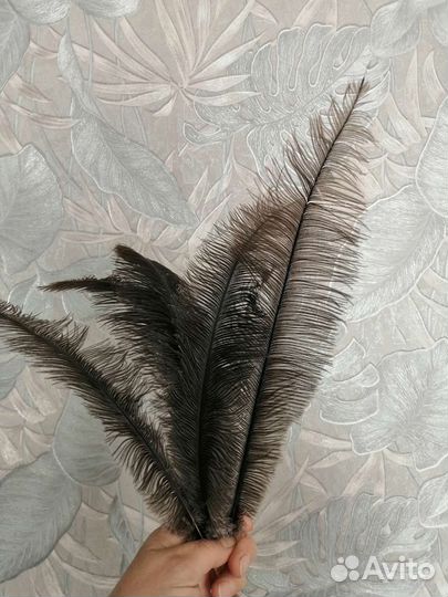 Перья страуса