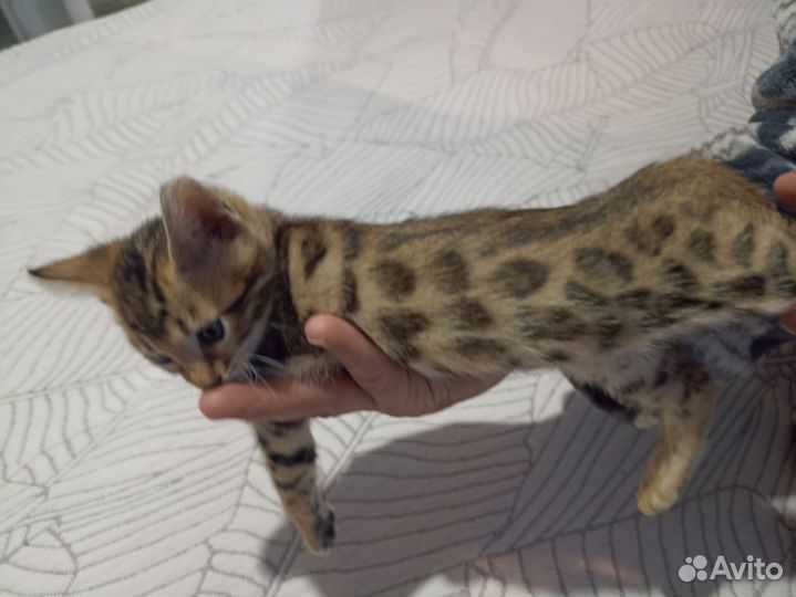 Бенгальский золотые девочки