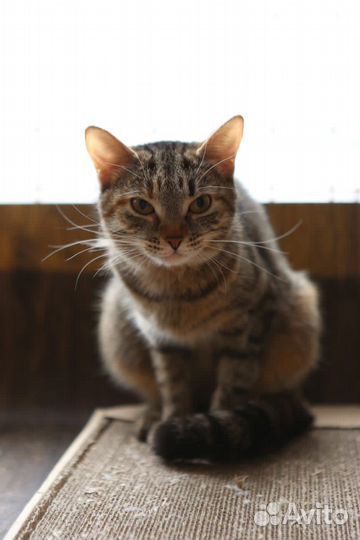 Кошка Леона в самые добрые руки из приюта