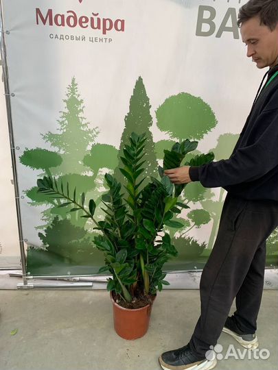 Комнатные растения фикус