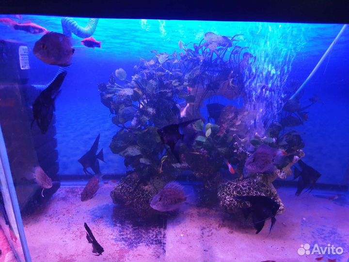 Аквариумные рыбки