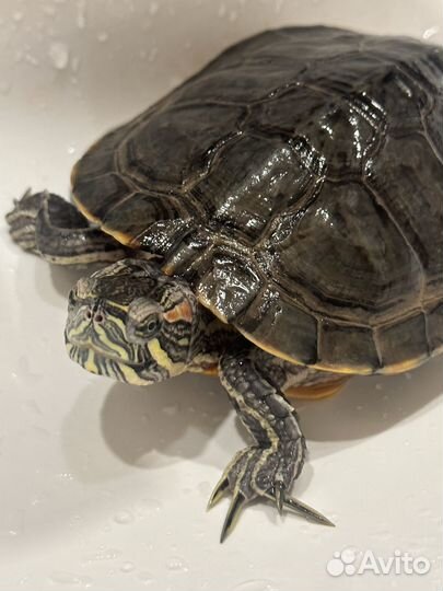 Красноухая черепаха в добрые руки