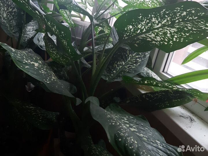 Растения 4 шт