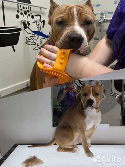 Груминг собак, кошек, кроликов