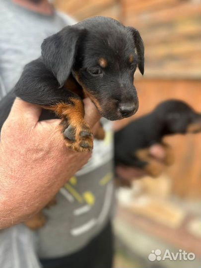 Щенки ягдтерьера