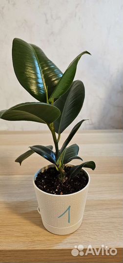 Фикус эластика робуста