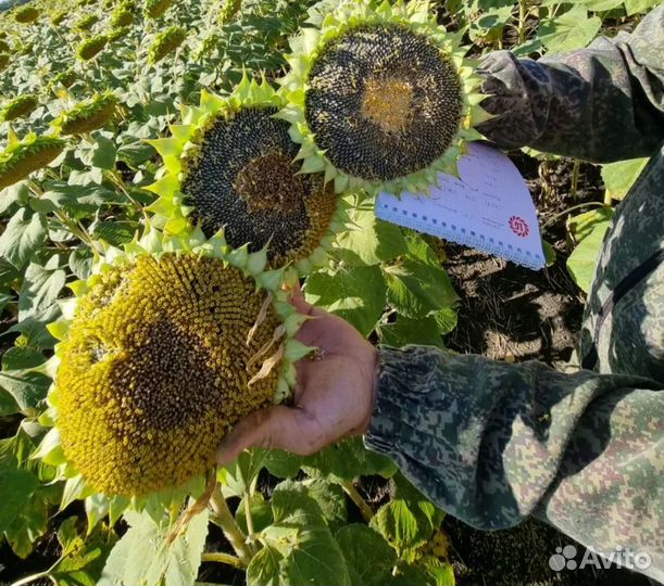 Семена подсолнечника - хороший урожай