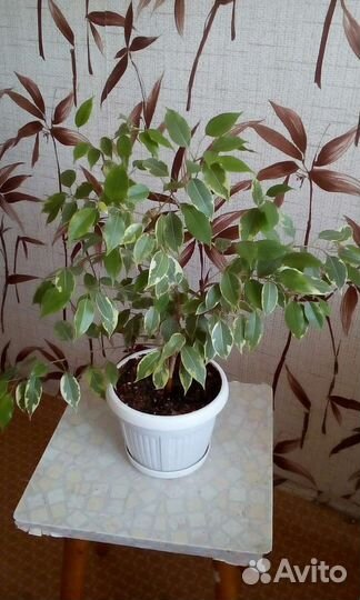 Фикус Бенджамин