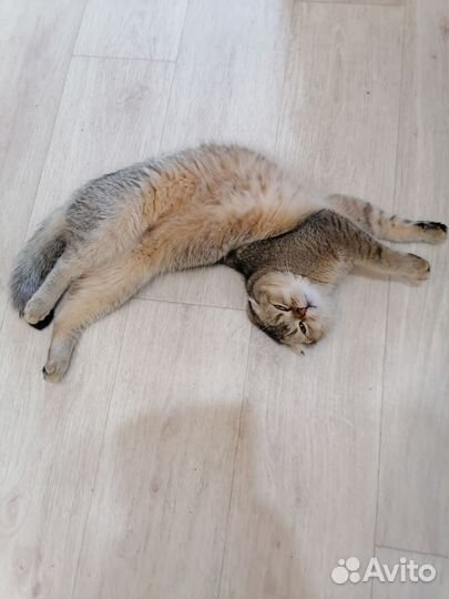 Шотландский кот вязка