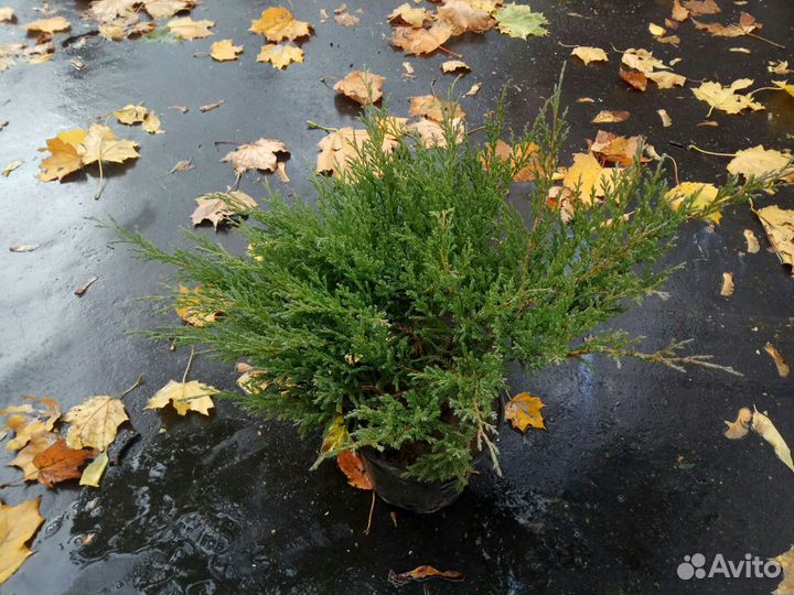 Хвойные растения