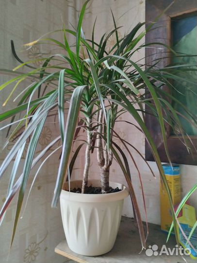 Комнатные растения