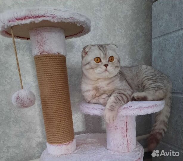 Шотландский кот вязка