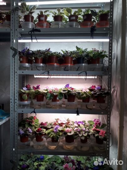 Сортовые фиалки