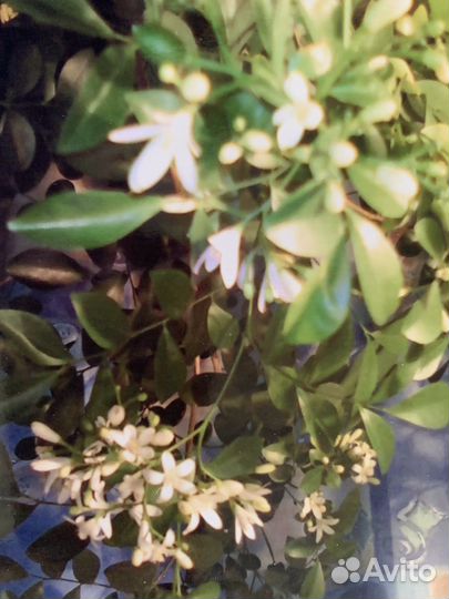 Муррайя метельчатая