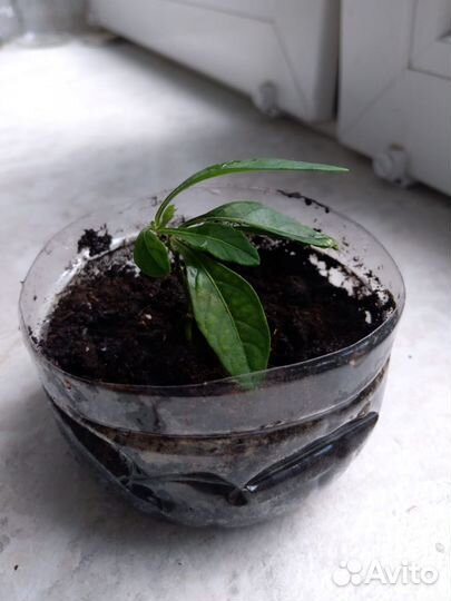 Соланум цветок, отросток (рассада)