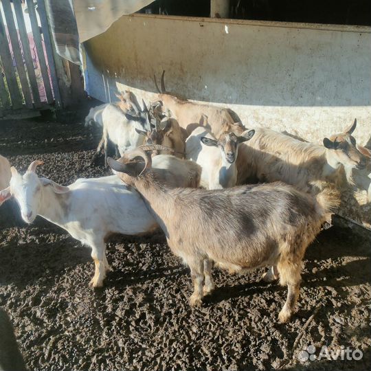 Овцы бараны козы