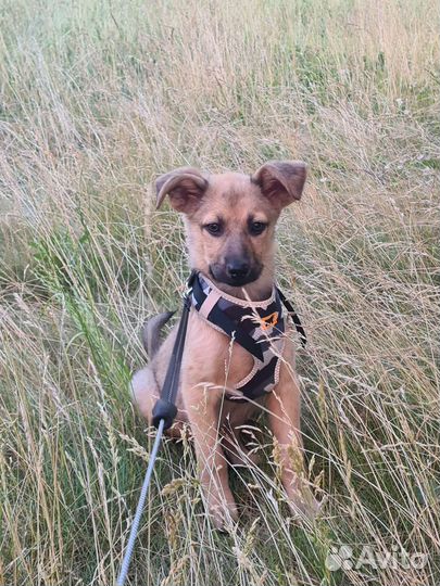 Маленький щенок в хорошие руки