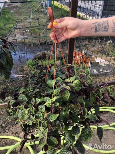 Кашпо фуксия, питуния, виолла