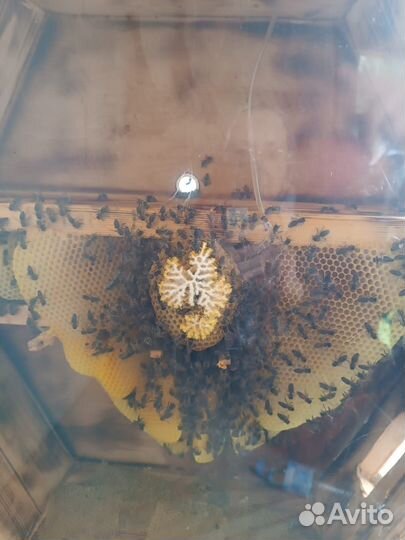 Туры одного дня на Шихан Торатау и колодно-бортеву