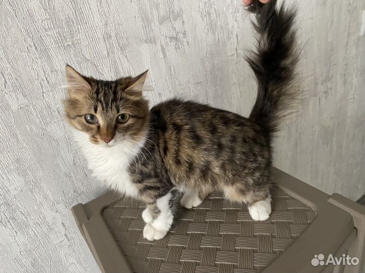 Кот породистый(нет)