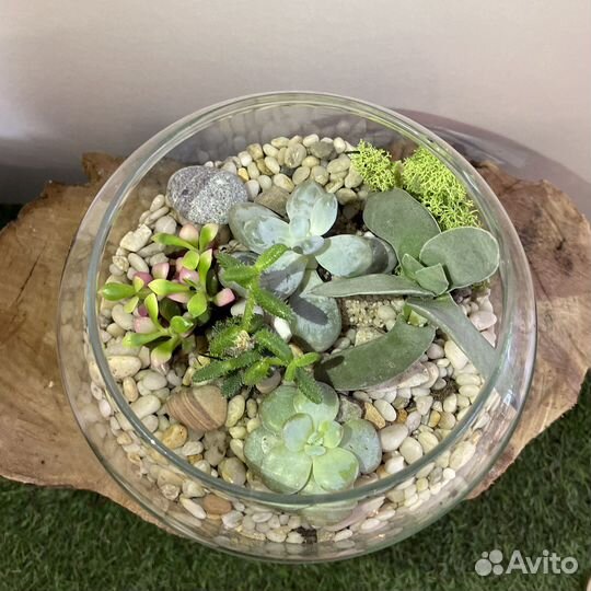Флорариум «Венера» круглый с суккулентами
