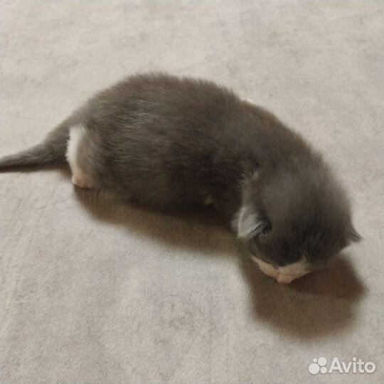 Котенок в дар