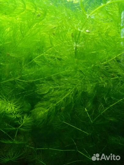 Продам роголистник, Криптокорина