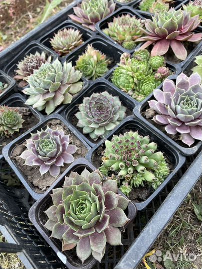 Молодило каменная роза