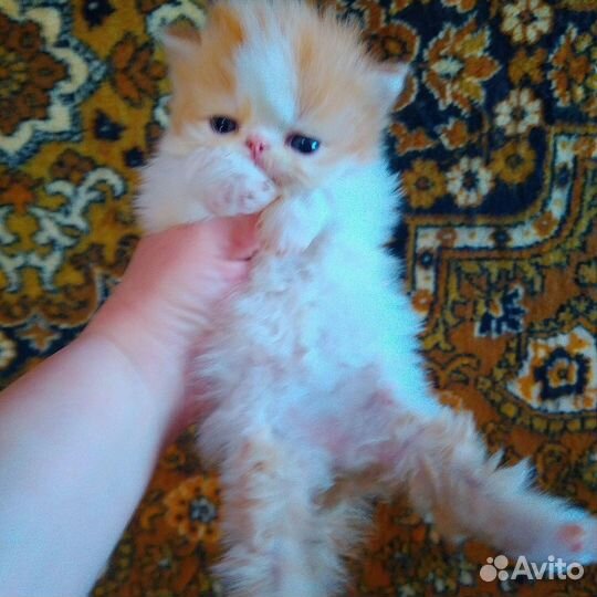 Персидские котята