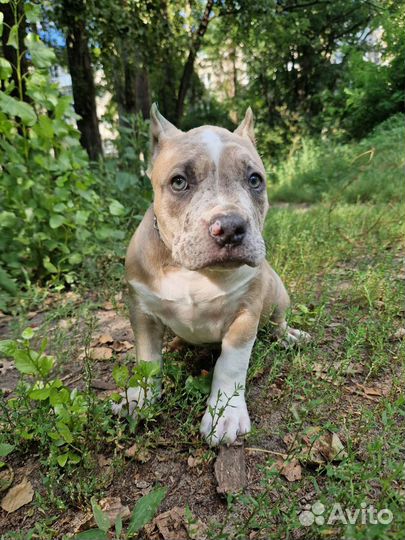 Американский булли мерле