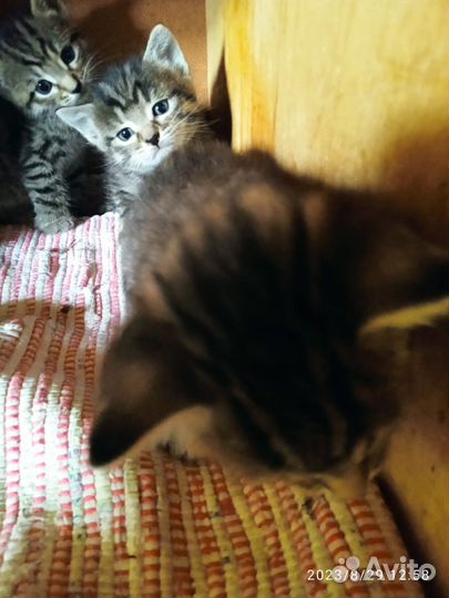 Котята в добрые руки