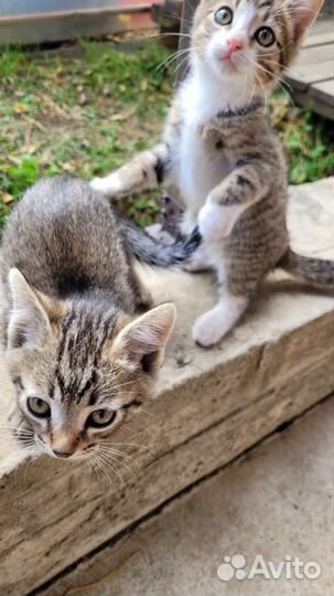 Милые мальчики