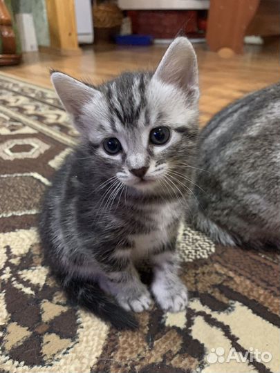 Котенок мальчик