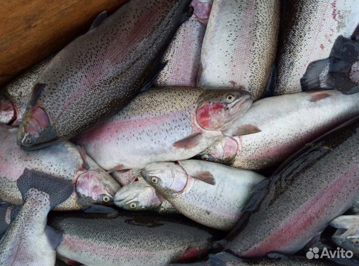 Форель из Карелии семга лосось