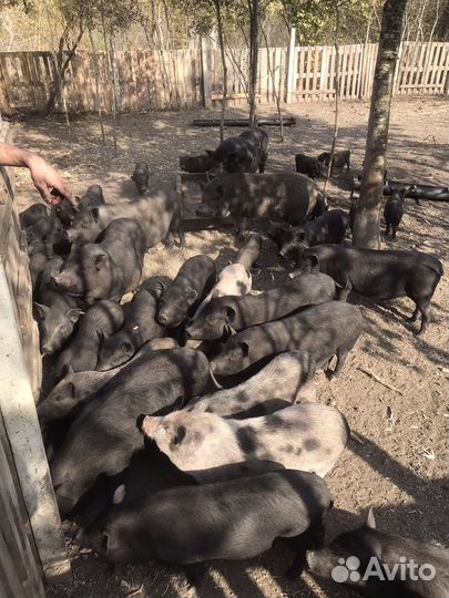 Вьетнамск вислобрюхий поросенок