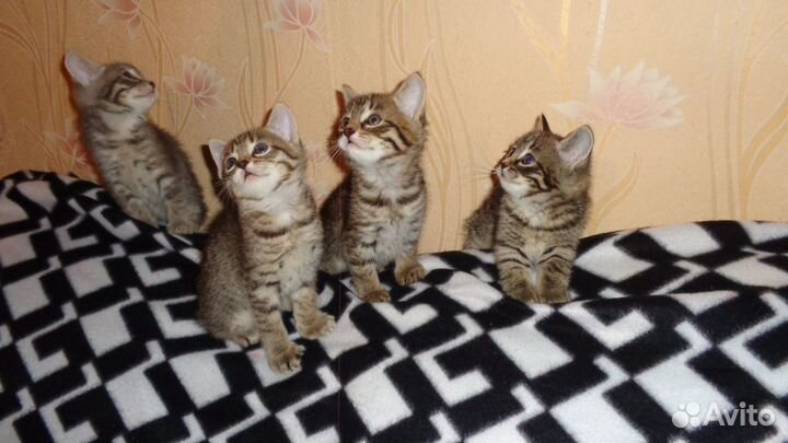 Отдадим в добрые руки трёх замечательных котят